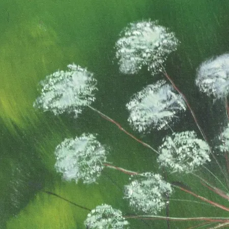 Achillea Vittorio Veneto